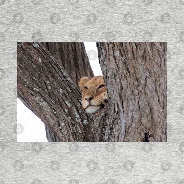 Young Masai Lion on a Tree by yairkarelic